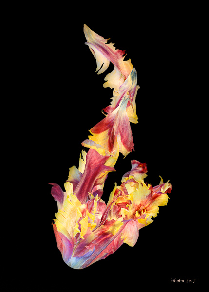 Collage av vissnande tulpanblad. Fler bilder finns under Lek med vissnande tulpaner 2012